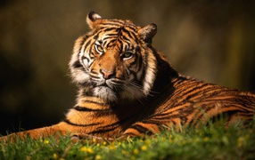 Суровый тигр лежит на зеленой траве 