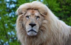 Большой голубоглазый лев морда крупным планом