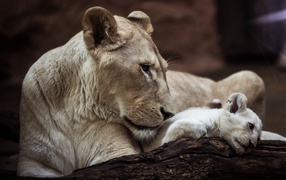 Большая львица с маленьким львенком в зоопарке