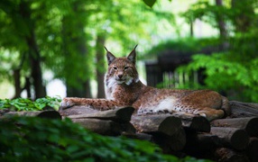 Большая рысь лежит на сухих деревьях