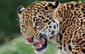 Большой пятнистый ягуар с открытой пастью