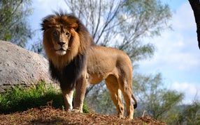 Большой грациозный лев у камня