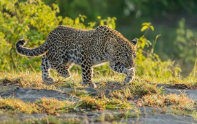 Леопард крадется по траве