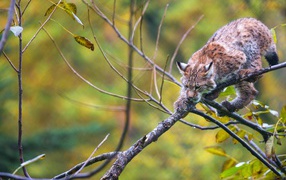 Рысь крадется по ветке дерева