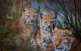 Рысь с маленькими детенышами в траве