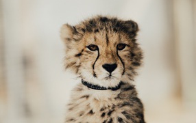 Морда гепард крупным планом