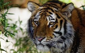 Морда большого красивого полосатого тигра крупным планом