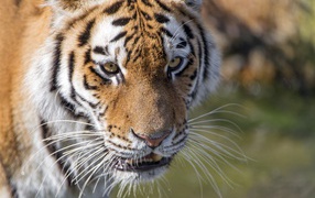 Морда большого тигра