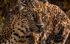 Испуганный большой леопард 