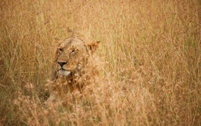 Серьезная большая львица лежит в траве