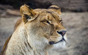 Серьезная морда большой львицы 