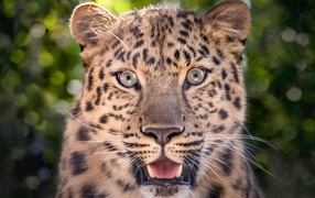 Пятнистый леопард с открытой пастью