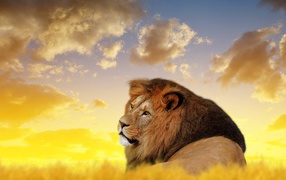 Большой лев лежит под красивым небом