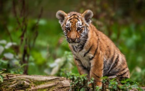 Маленький грустный тигренок сидит на сухом дереве