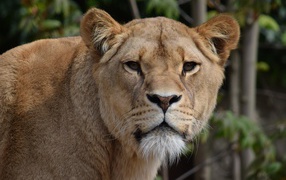 Взгляд большой грозной львицы