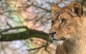 Взгляд  большой серьезной львицы