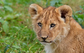 Взгляд маленького львенка