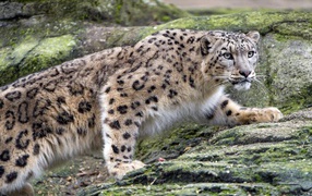 Снежный барс крадется по камням