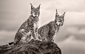 Две рыси сидят на камне