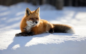 A cunning red fox lies on the snow