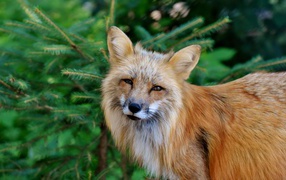 A cunning red fox stands at a fir