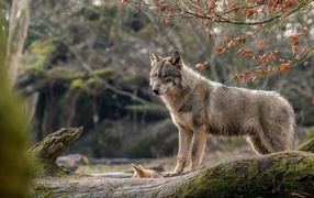 A gray she-wolf with a wolf stands on a mossy tree