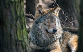 A large gray wolf lies near a tree