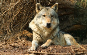 A serious gray wolf lies under a dry tree.