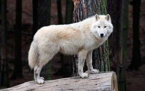 A white wolf stands on a dry tree