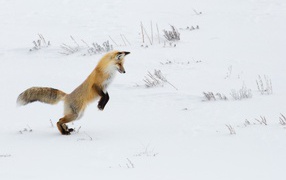 Beautiful red fox hunts in the snow in winter