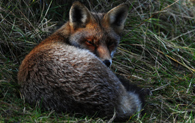 Big fox sleeping in the grass