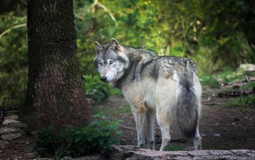 Big gray wolf stands by a tree in the forest