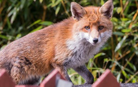Cunning predatory red fox close-up