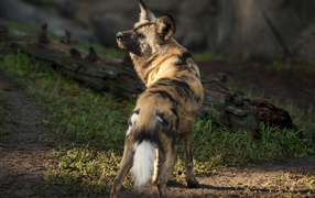 Гиена у сухого дерева 