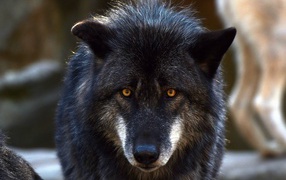 Large black wolf with yellow eyes