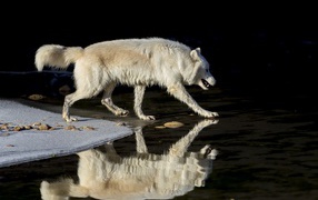 Большой белый волк отражается в воде