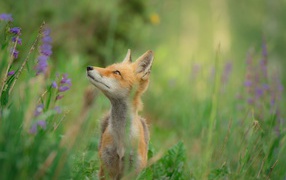 Little fox in green grass