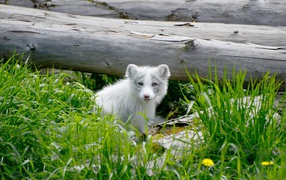 Little fox sits in the green grass