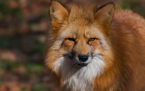 Морда хитрой рыжей лисицы крупным планом