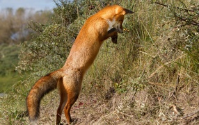 Red fox hunting in the grass