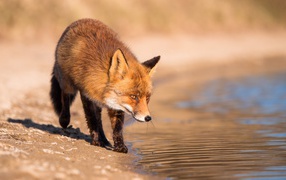 Red fox near the water