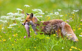 Red fox with fish in the teeth in the grass