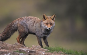 Scared fox fox runs along the grass