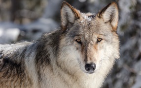 Серьезный взгляд серого волка в снегу зимой