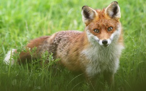 Sly fox stands in green grass