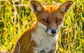 Хитрая рыжая лиса сидит в зеленой траве