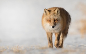 Sly redhead fox closeup