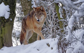 The big wolf sneaks on the snow in the winter