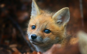 The look of a little scared red fox