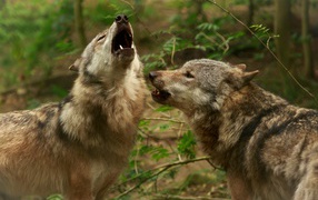 Two gray wolves howling in the forest